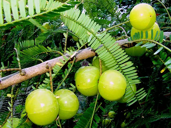 Emblica (Amla)