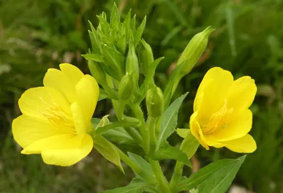 Enotera (Oenothera)