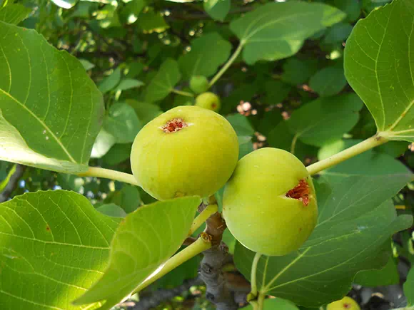 Fico (Ficus carica)