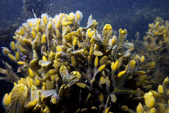 Fucus (Alga bruna)