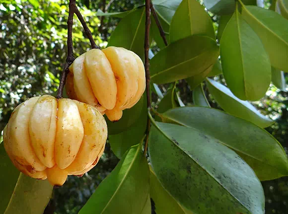 Garcinia