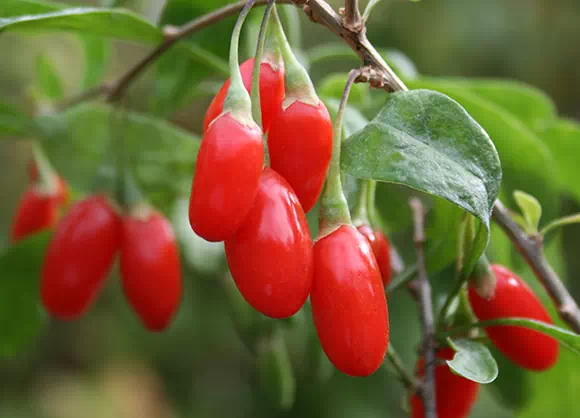 Goji