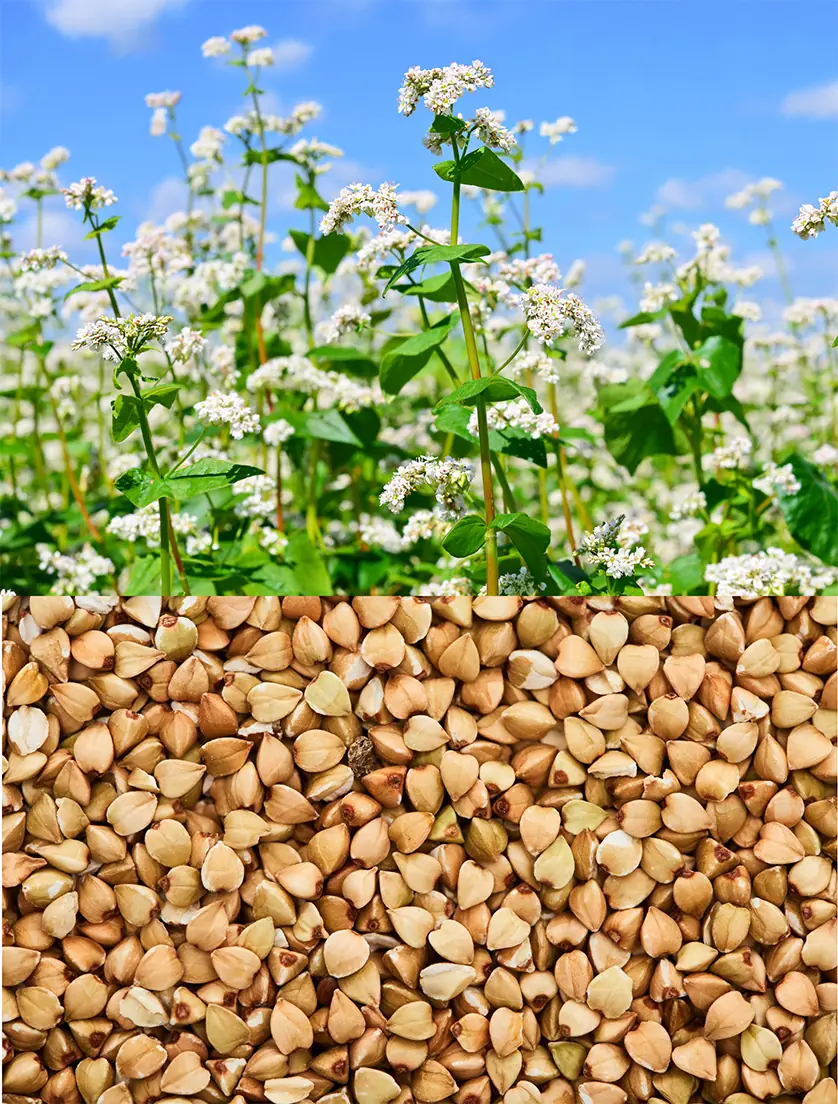 Grano saraceno