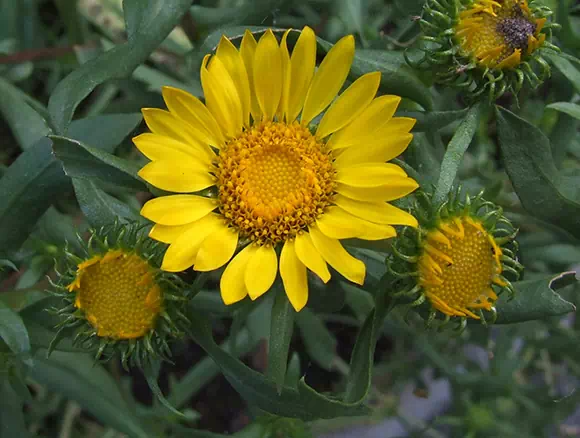 Grindelia