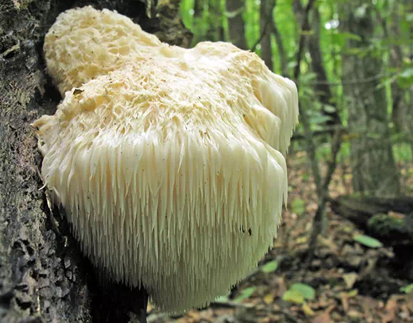 Hericium erinaceus