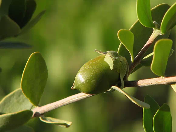 Jojoba