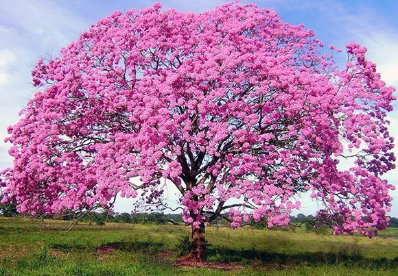 Lapacho (Tabebuia)