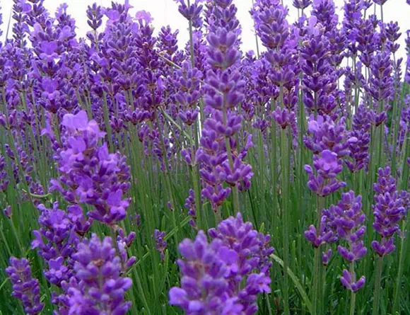 Lavanda