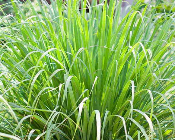 Lemongrass