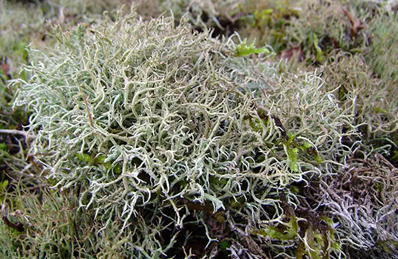Lichene islandico