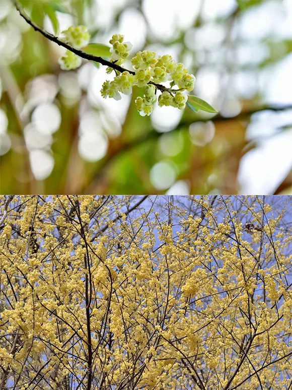 Litsea cubeba