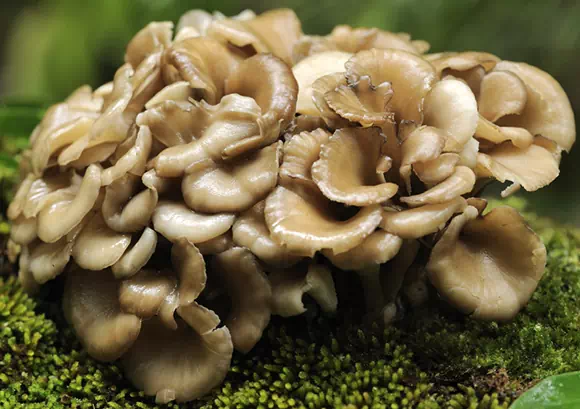 Maitake