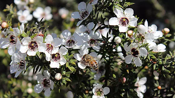 Manuka