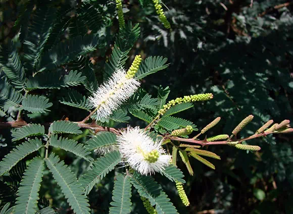 Mimosa tenuiflora (Tepezcohuite)