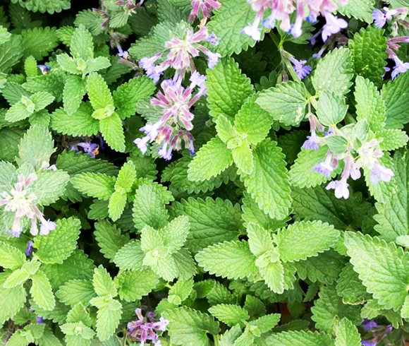 Nepeta cataria