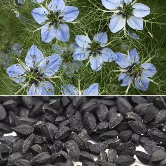 Nigella