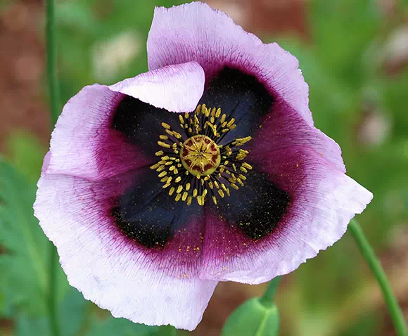 Papavero dai semi blu (Papaver nigrum - Papaver setigerum)