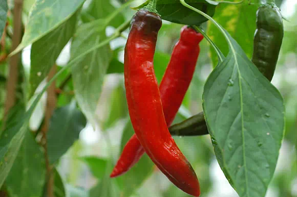 Peperoncino