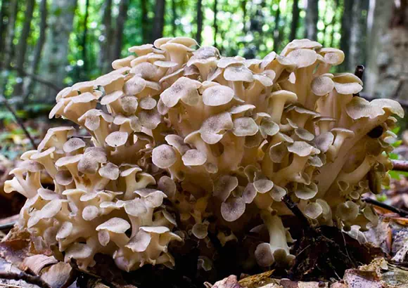 Polyporus umbellatus