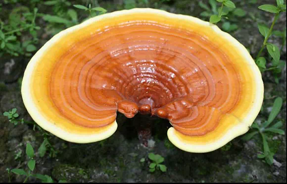 Reishi (Ganoderma lucidum)