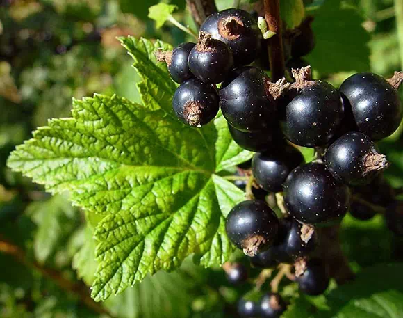 Ribes nero