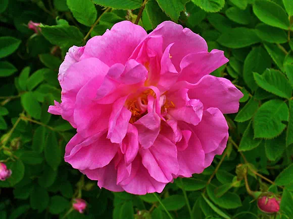 Rosa damascena