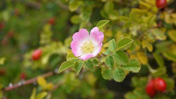 Rosa mosqueta