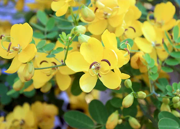 Senna (Cassia)