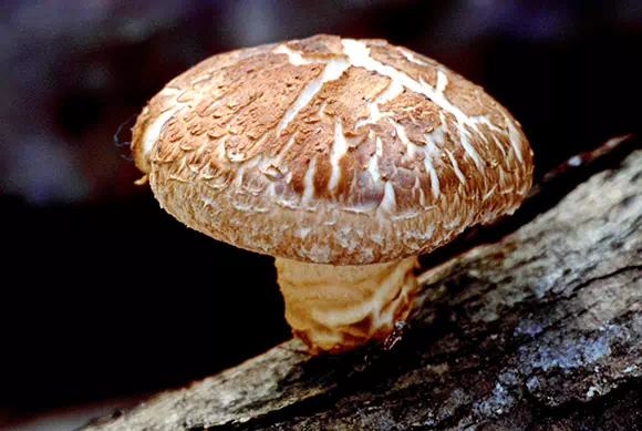 Shiitake