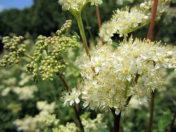 Spirea (Olmaria)