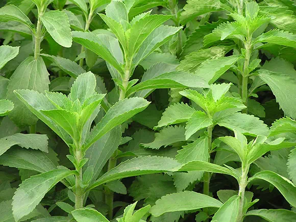 Stevia