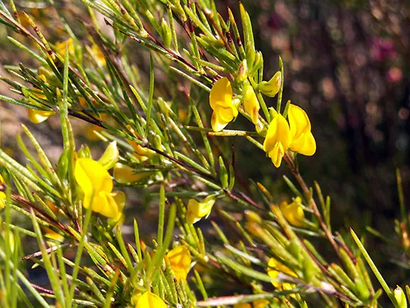 T Rosso (Rooibos)