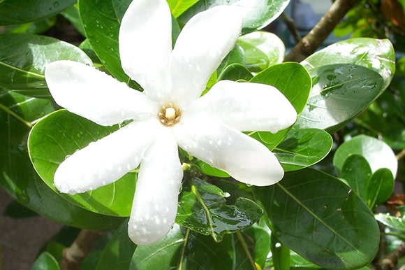 Tiarè (Gardenia tahitensis)