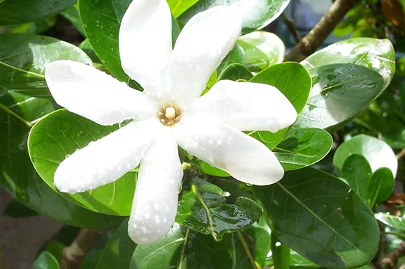 Tiar (Gardenia tahitensis)