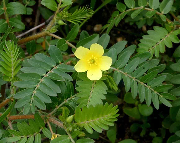 Tribolo (Tribulus terrestris)