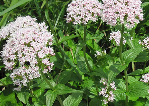 Valeriana