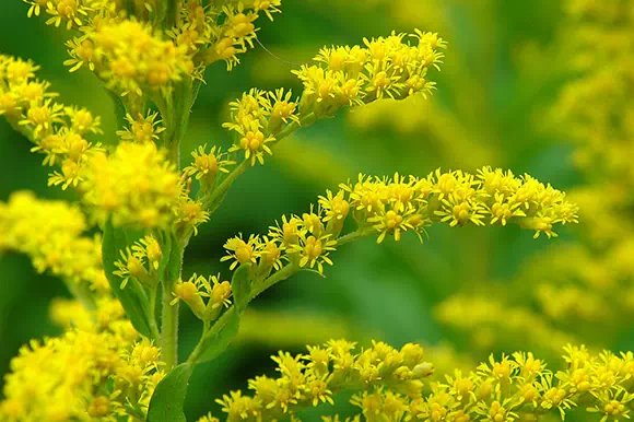 Verga d'Oro - Solidago