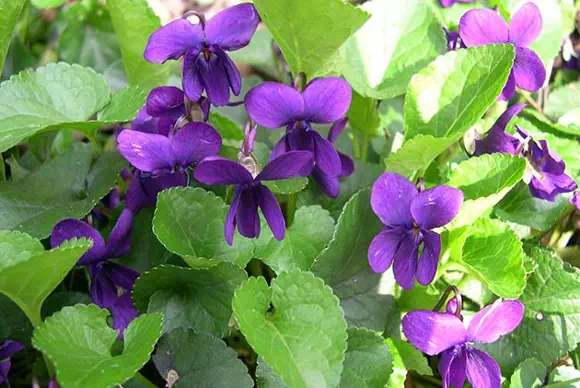 Viola mammola