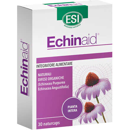 Echinaid