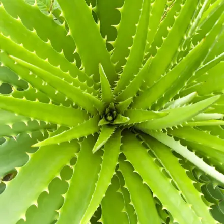 Aloe vera