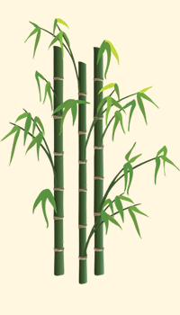 Bambù - Bamboo