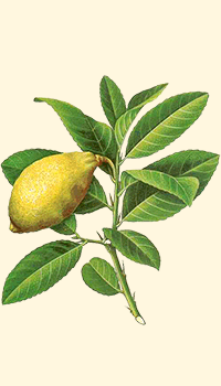 Cedro (Citrus medica)