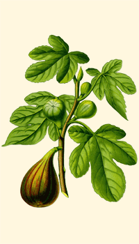 Fico (Ficus carica)
