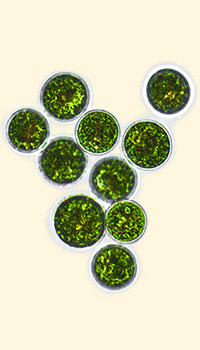 Haematococcus pluvialis