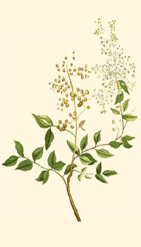 Hennè (Lawsonia inermis)