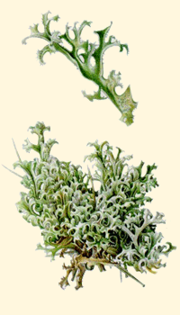 Lichene islandico