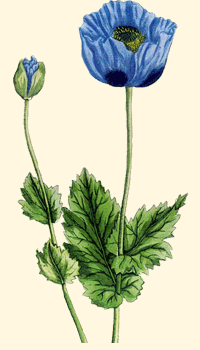 Papavero dai semi blu (Papaver nigrum - Papaver setigerum)