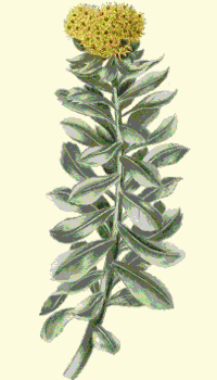 Rodiola (Rhodiola rosea)