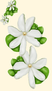 Tiarè (Gardenia tahitensis)