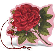 Rosa Purpurea Fiore Profumato Multiuso per Cassetti Armadi e Automobili
